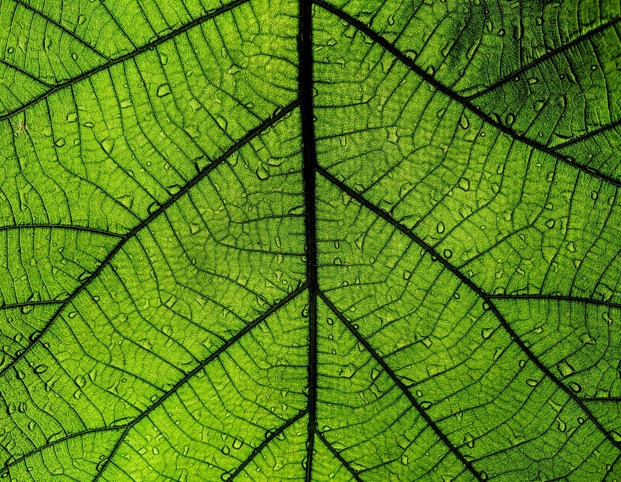 découvrez les micro-frontends : une architecture moderne permettant de diviser une application web en plusieurs parties indépendantes et modulaires pour faciliter le développement, la maintenance et le déploiement.