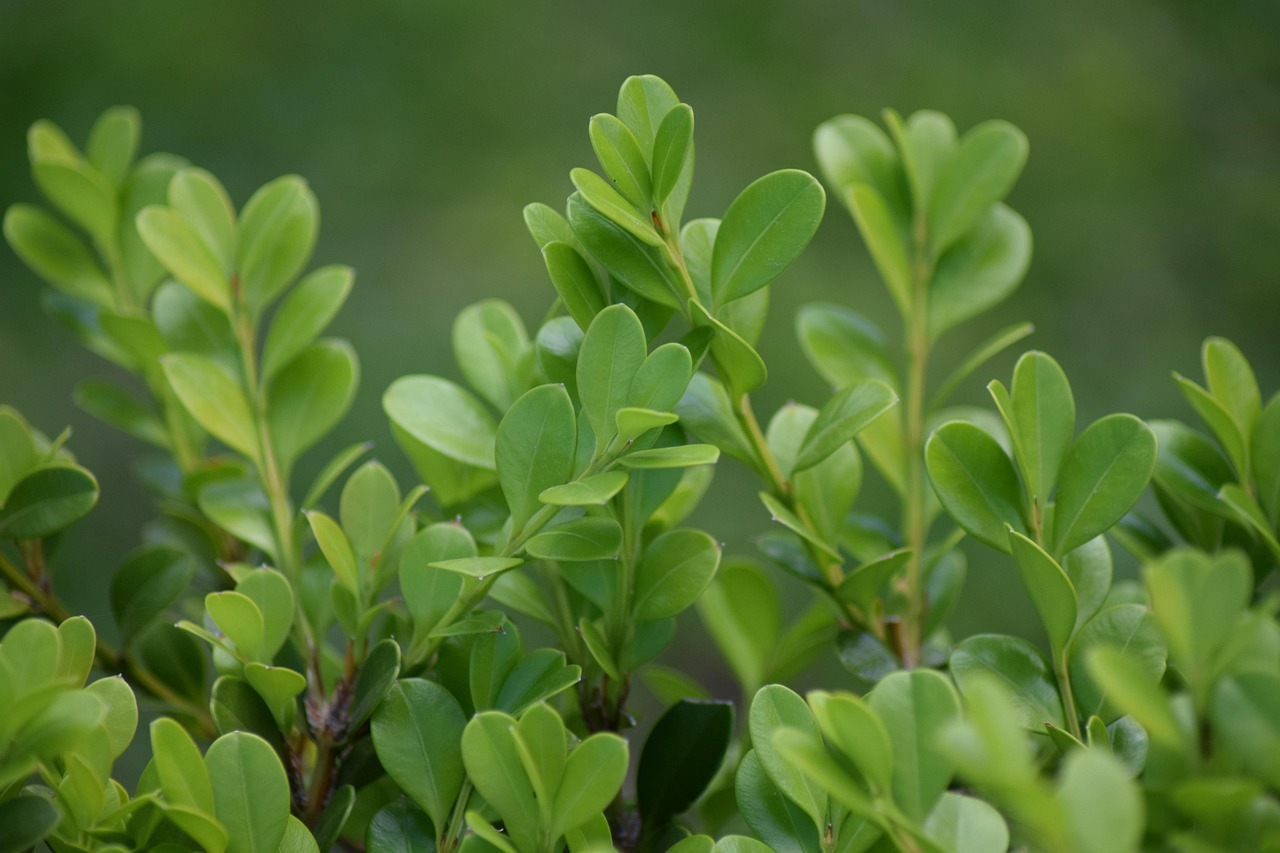 Qu’est-ce que le Green IT et comment rendre son site plus écologique ?