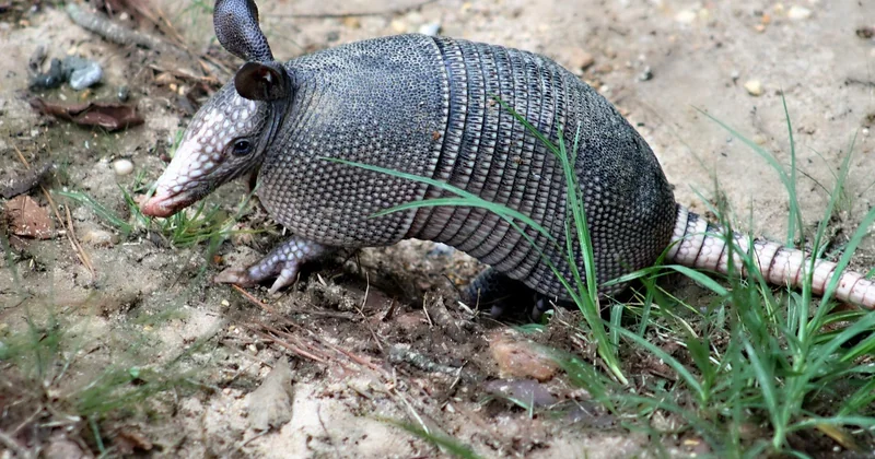 Que mangent les tatous dans Minecraft ?